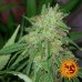 Tangerine Dream - Barney's Farm